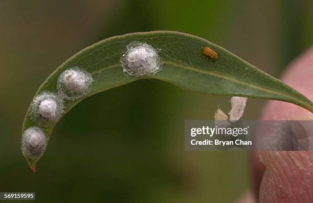 Lerp Insect Lerp Photos and Premium High Res Pictures - Getty Images
