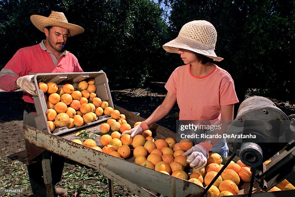 Orange picker Leobardo Magana (cq), loading the conveyor belt of an orange sorter while lab assistan