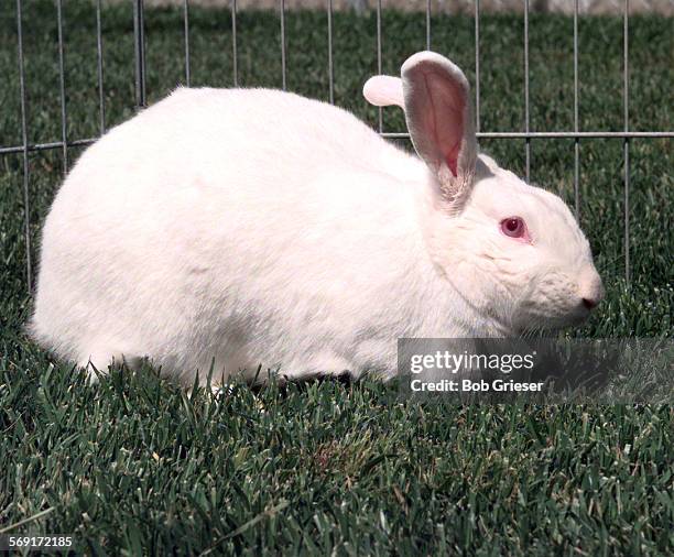 97 Rabbit 73 Rabbit 1997 Stock Photos, High-Res Pictures, and Images - Getty Images