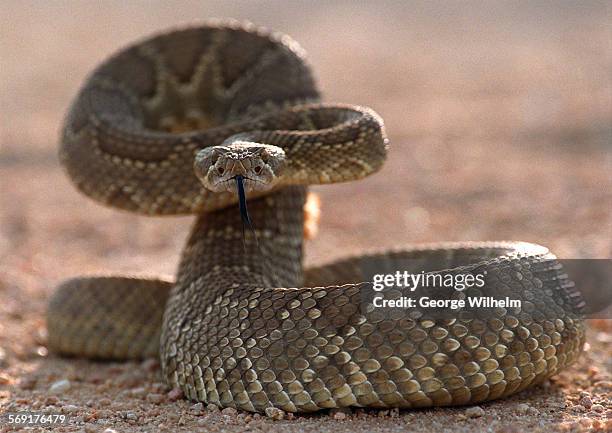 Watch your step: A rattlesnake can release about 130 different toxins during a bite. 5/9/2001  File photo of a Mojave rattlesnake made in the High...