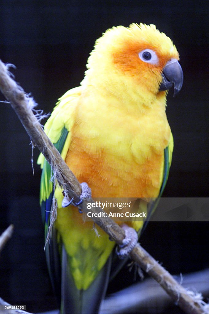 A Sun Conure from South America is on display at the aviary in Steckel Park near Santa Paula.