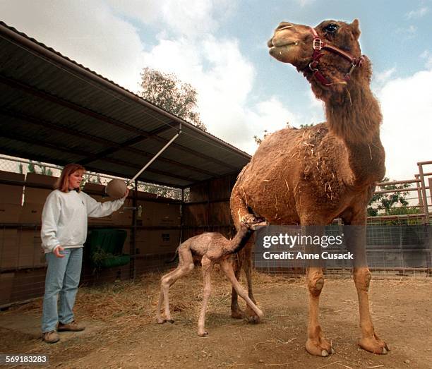 12 Moorpark College Exotic Animal Photos and Premium High Res Pictures - Getty Images 12 Moorpark College Exotic Animal Photos and Premium High Res Pictures - Getty Images