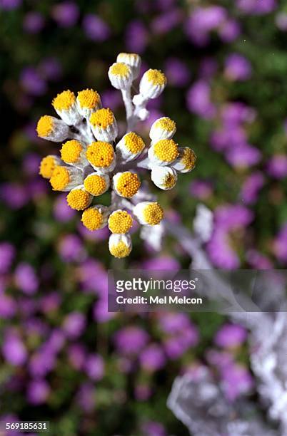 Close up of a Dusty Miller blossom that is part of Sylvia StuartWilliams drought resistant garden that won 1st place in the Camarillo WaterWise...