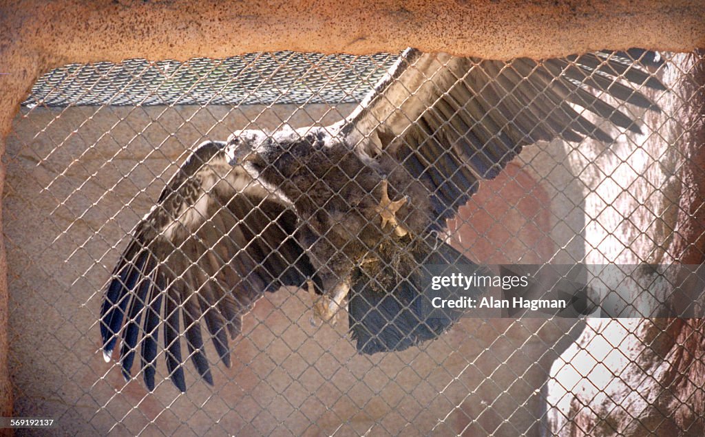 A California Condor stretches his wings in a rearing facility at the Hopper Mountain National Wildli