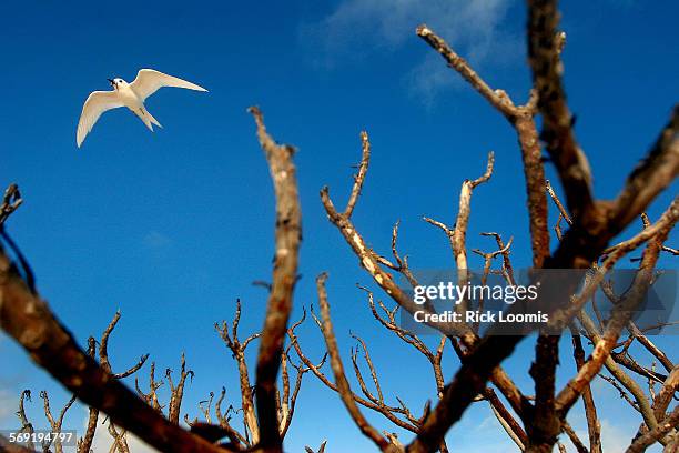 White terns, albatross and several other species of birds make Midway Atoll their home as it makes a perfect nesting location with its remote Pacific...