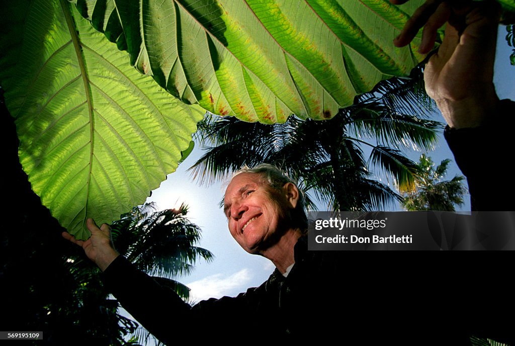 SO.Palm.Velez.DB.111098Westminster Ralph Velez spreads aside the giant leaves of a tropical tree