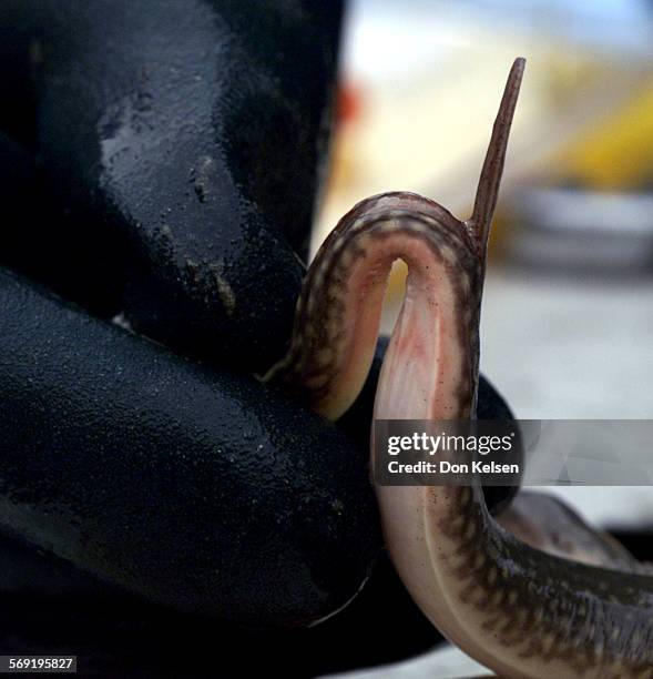 Dr. Christopher Lowe, a marine biology professor at CalState University Long Beach and a team of grad students continue a unique project that has...