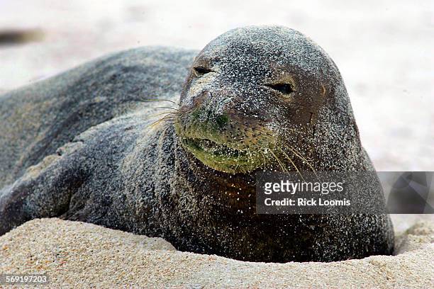 An endangered Hawaiian monk seal warms itself on a Midway Atoll beach. These seals and other marine mammals are frequently entangled in ghost netting...