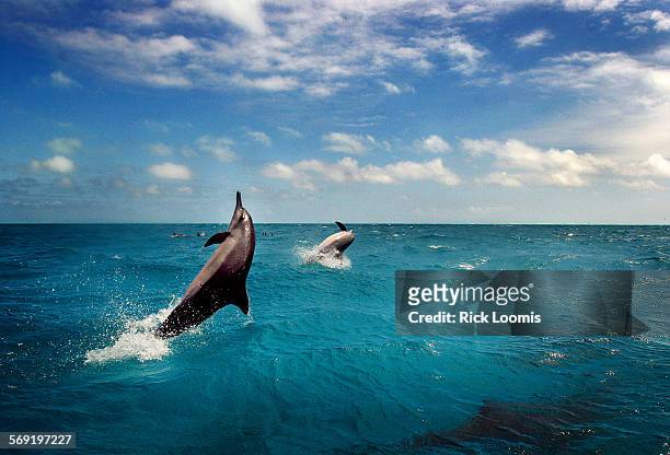 Spinner dolphin ply the waters around at Midway Atoll where they feed in the shallows. Marine mammals are at times caught in ghost netting that is...