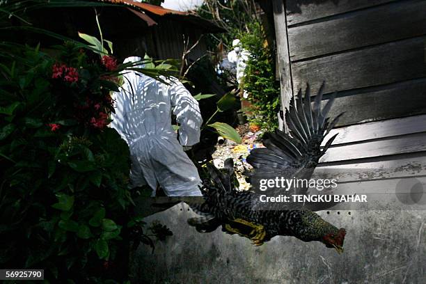 Kuala Lumpur, MALAYSIA: A chicken escapes the clutches of two veterinary services workers during a culling operation at Pasir Wardieburn village in...