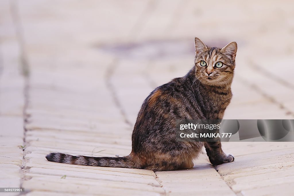 Lonely cat sitting on street. Defocused background