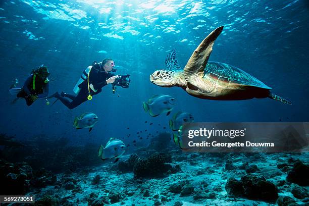 hawksbill turtle with divers - sporttauchen stock-fotos und bilder