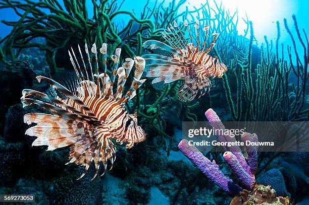 lionfish on coral reef in bonaire - lion fish stock-fotos und bilder