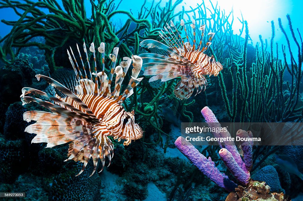 Lionfish on coral reef in Bonaire