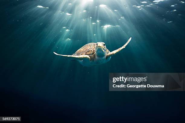 green sea turtle - threatened species stockfoto's en -beelden