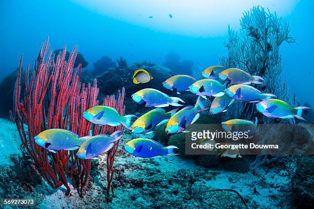 school of parrotfish over coral reef - parrotfish ストックフォトと画像