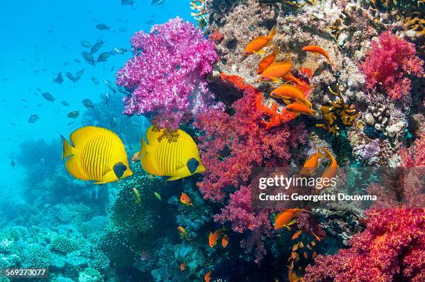 coral reef with butterflyfish - butterflyfish fotografías e imágenes de stock