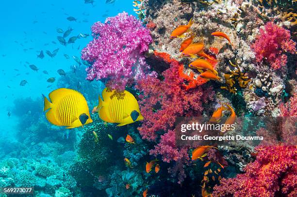 coral reef with butterflyfish - 蝴蝶魚 個照片及圖片檔