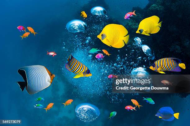 tropical fish and diver's bubbles - colourful fish stock pictures, royalty-free photos & images