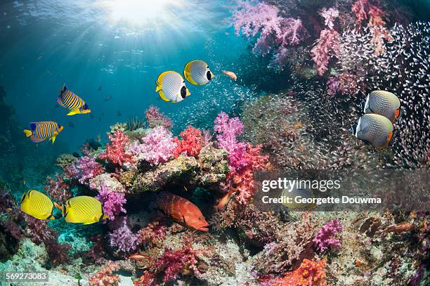 tropical fish over coral reef - coral colored imagens e fotografias de stock