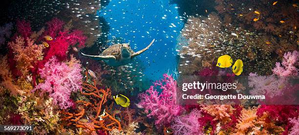 coral reef and green turtle - reef fotografías e imágenes de stock