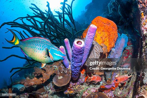 parrotfish over coral reef - parrotfish fotografías e imágenes de stock