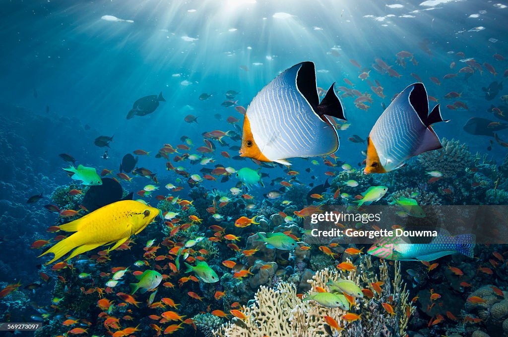 Coral reef with tropical fish