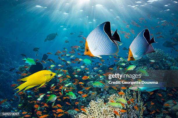 coral reef with tropical fish - damselfish stockfoto's en -beelden