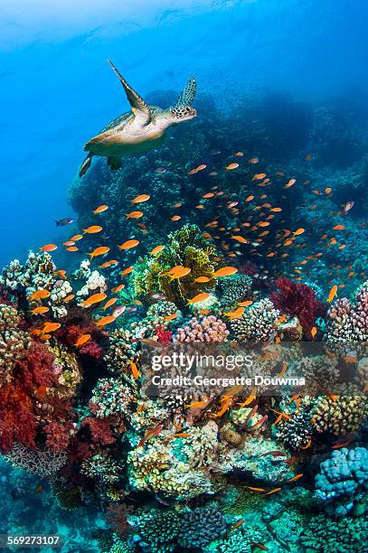 green sea turtle over coral reef. - coral reef stock-fotos und bilder