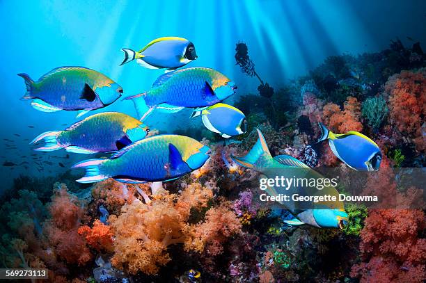 parrotfish and soft corals - scarus species stock pictures, royalty-free photos & images