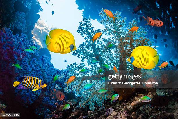 tropical fish on coral reef - royal angelfish stock pictures, royalty-free photos & images