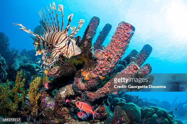 tropical fish with sponge - lionfish foto e immagini stock