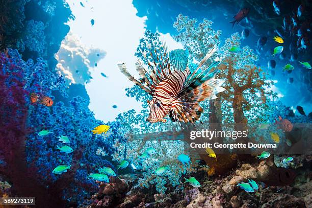 lionfish with corals - lionfish stock pictures, royalty-free photos & images