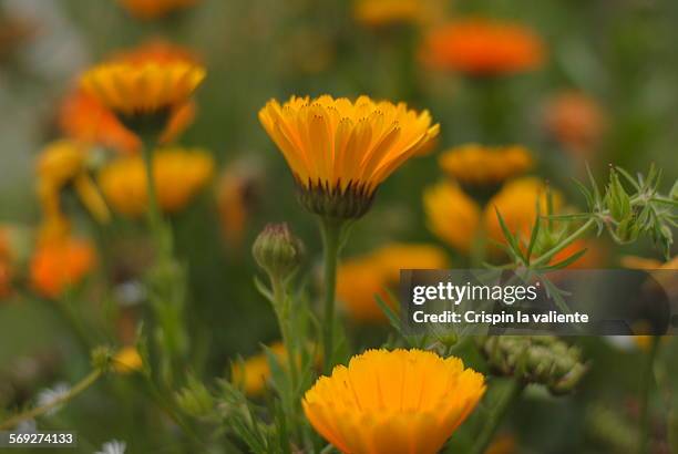 flores de cálendula - calendula stock pictures, royalty-free photos & images