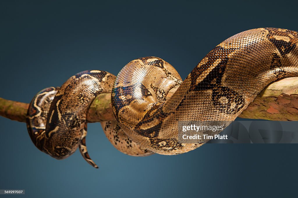 Boa Constrictor wrapped around a branch.