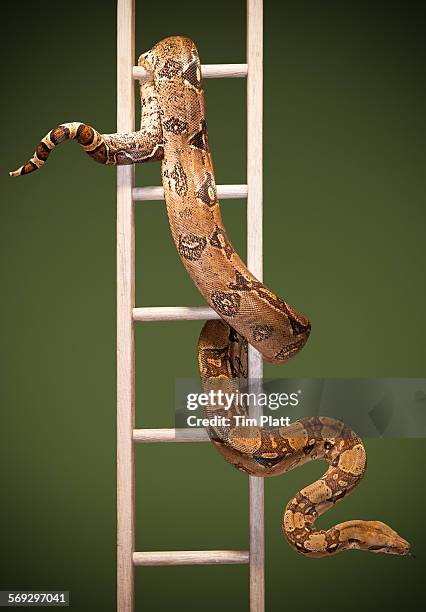 snake and ladder #3 - snakes and ladders stock pictures, royalty-free photos & images
