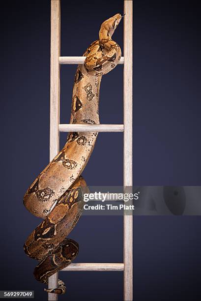 snake and ladder #2 - snakes and ladders stock pictures, royalty-free photos & images