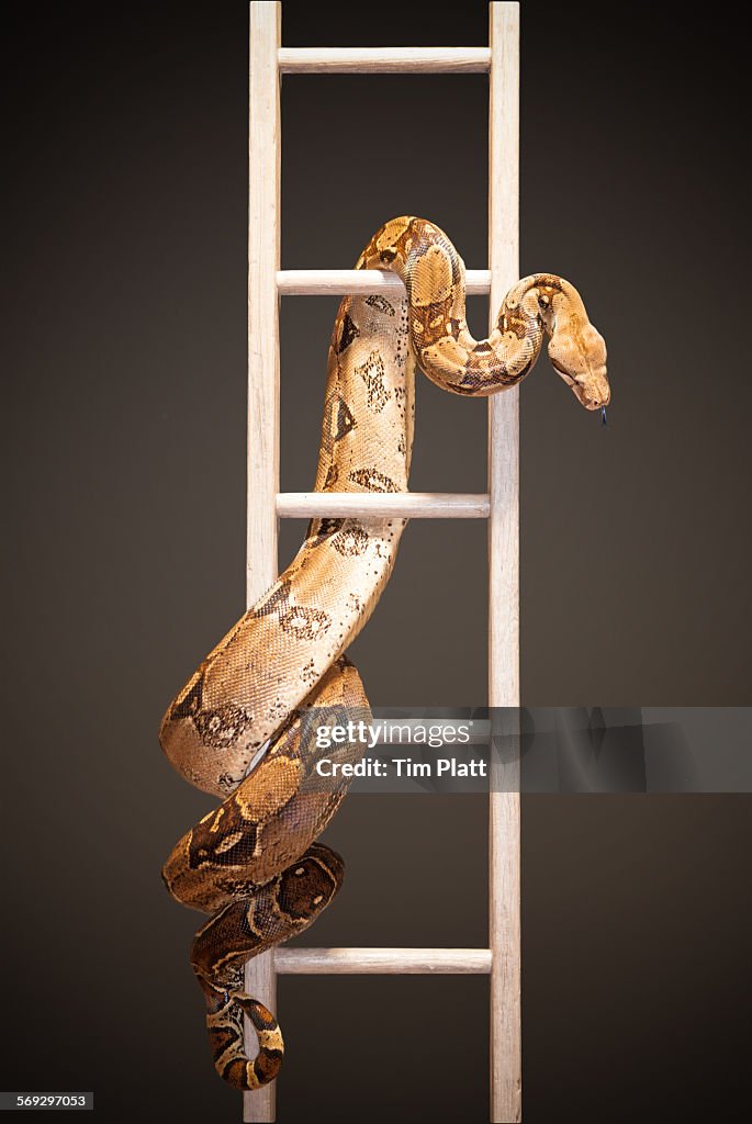 Snake and ladder #1