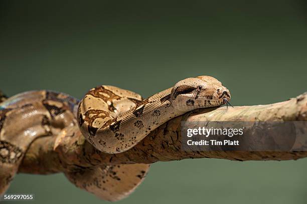 a boa constrictor on a tree branch #1 - boa stock pictures, royalty-free photos & images