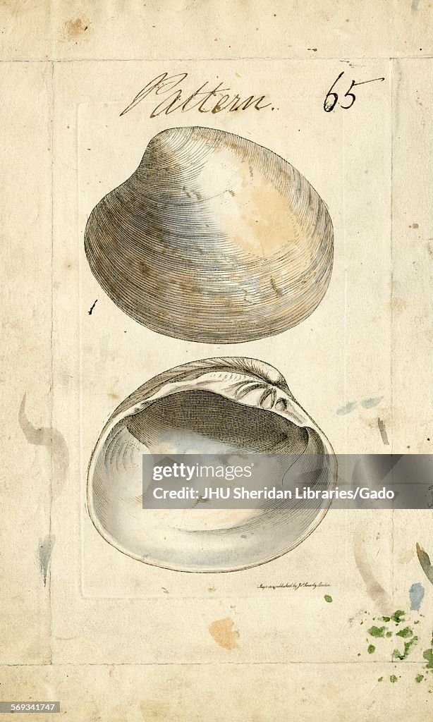 Mollusc Shell Patterns Hand-colored pattern plate engraving of mollusk shell, from the book ...