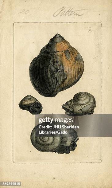 Hand-colored pattern plate engraving of mollusk shell, from the book Mineral Conchology of Great Britain, by the naturalist, biologist, and...