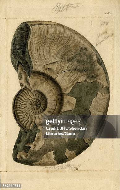 Hand-colored pattern plate engraving of mollusk shell, from the book Mineral Conchology of Great Britain, by the naturalist, biologist, and...