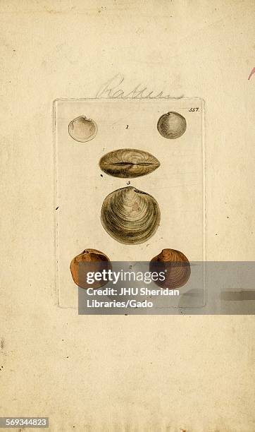 Hand-colored pattern plate engraving of mollusk shell, from the book Mineral Conchology of Great Britain, by the naturalist, biologist, and...