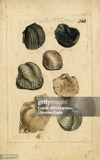 Hand-colored pattern plate engraving of mollusk shell, from the book Mineral Conchology of Great Britain, by the naturalist, biologist, and...