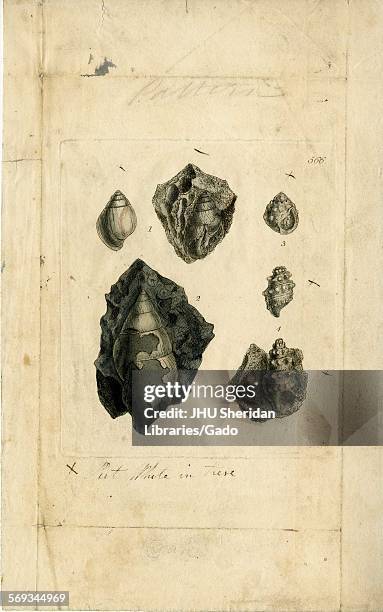 Hand-colored pattern plate engraving of mollusk shell, from the book Mineral Conchology of Great Britain, by the naturalist, biologist, and...