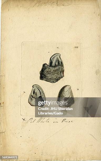 Hand-colored pattern plate engraving of mollusk shell, from the book Mineral Conchology of Great Britain, by the naturalist, biologist, and...