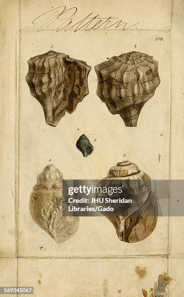 Hand-colored pattern plate engraving of mollusk shell, from the book Mineral Conchology of Great Britain, by the naturalist, biologist, and...