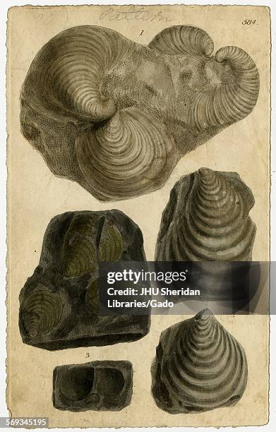 Hand-colored pattern plate engraving of mollusk shell, from the book Mineral Conchology of Great Britain, by the naturalist, biologist, and...