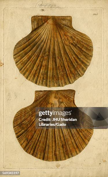 Hand-colored pattern plate engraving of mollusk shell, from the book Mineral Conchology of Great Britain, by the naturalist, biologist, and...