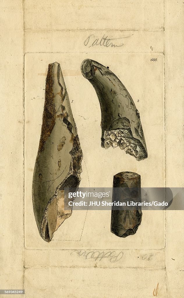 Mollusk Shell Illustration